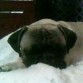 la nena dormida